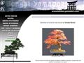 Détails : Bonsai Yamadori